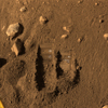 Read the article 'NASA's Phoenix Lander Has an Oven Full of Martian Soil'
